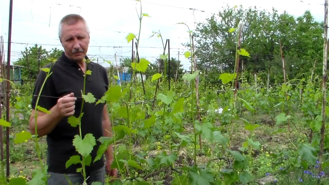Результат пошуку зображень за запитом "Прищипка побегов"
