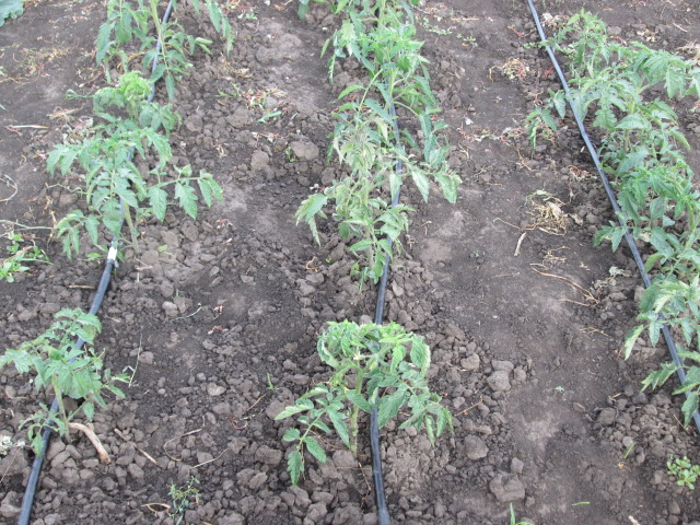 После высадки томатов в грунт