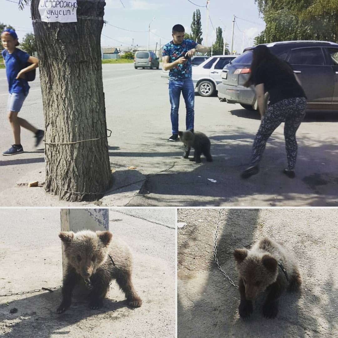 Спасай медвежонка и беги в шкаф