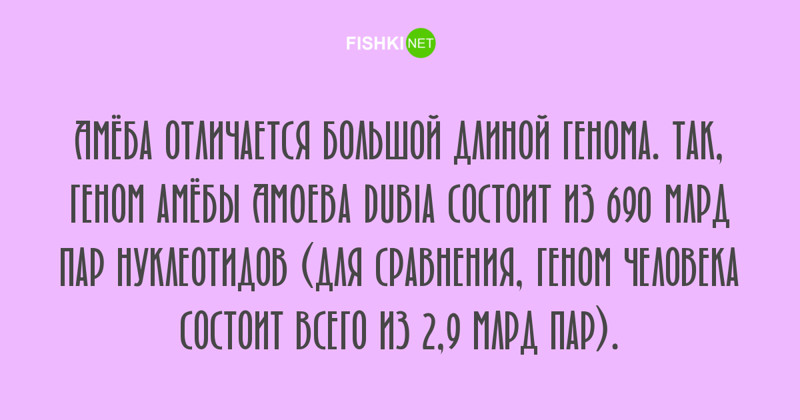 Любопытные факты, которые будут интересны людям с высоким IQ занимательные факты, факты