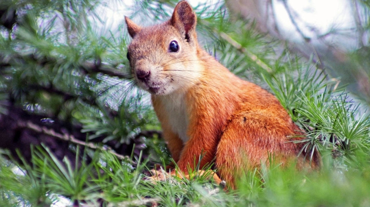 Жительница Ноябрьска спасла от неминуемой гибели несколько лесных белок