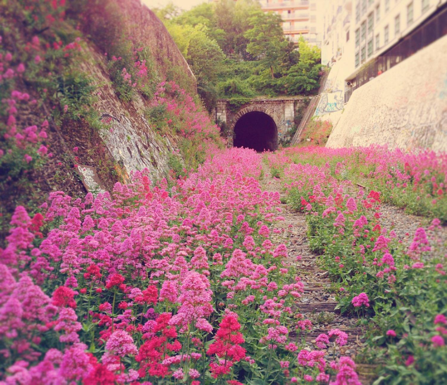 Там где природа. Заброшенная железная дорога petite ceinture, Франция. Заброшенная железная дорога в Париже. Заброшенная железная дорога в Париже фото petite ce. Природа побеждает цивилизацию.