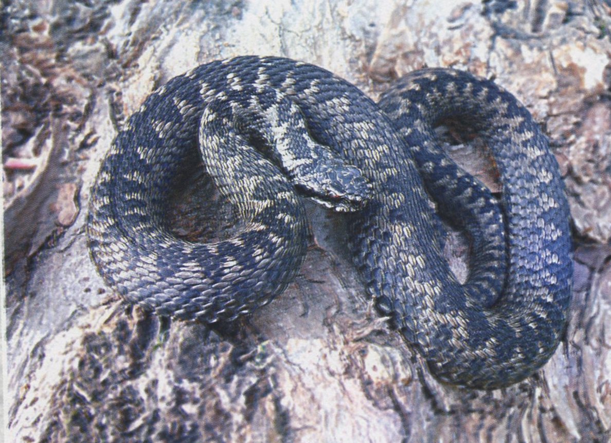 змеи татарстана фото названия