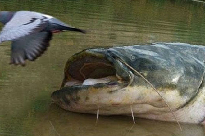 Охота сомов из под воды: они могут схватить даже птиц акула,море,океан,Пространство,п,Рыбалка [70948],рыба,сом,хищник