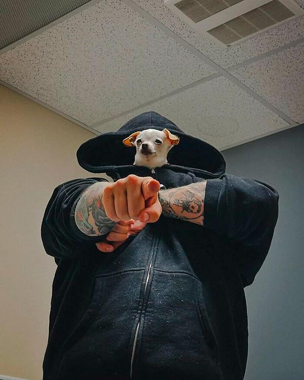 Смешные фото животных с очень грозным видом evergreen,format-article,noindex,Развлечения