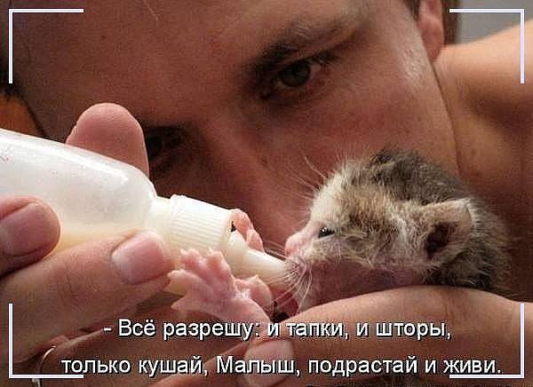 Муркотушки! демотиваторы,животные,позитив,Смешные животные