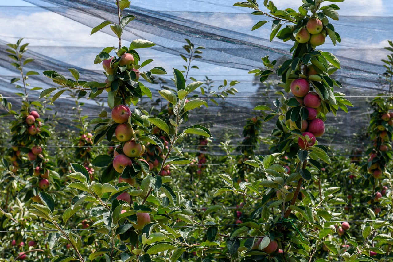 Весь процесс выращивания яблок в интенсивных садах