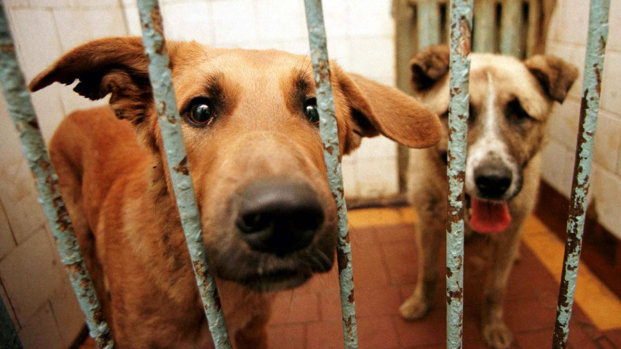 В Госдуме указали, что усыпление бездомных собак не сможет решить проблему  нападений