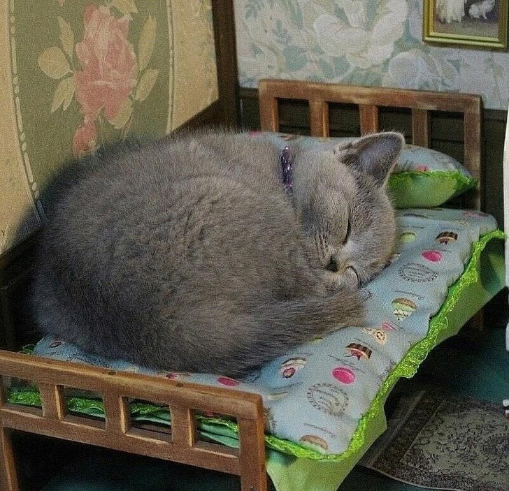 Зверята, которые могут влюбить в себя с первого взгляда Зверята, которые могут влюбить в себя с первого взгляда