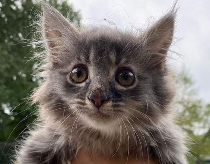 Без кота и жизнь не та