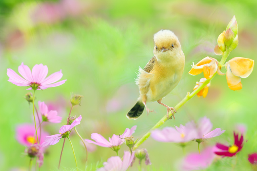 ～ act cute ～, автор — FuYi Chen на 500px.com