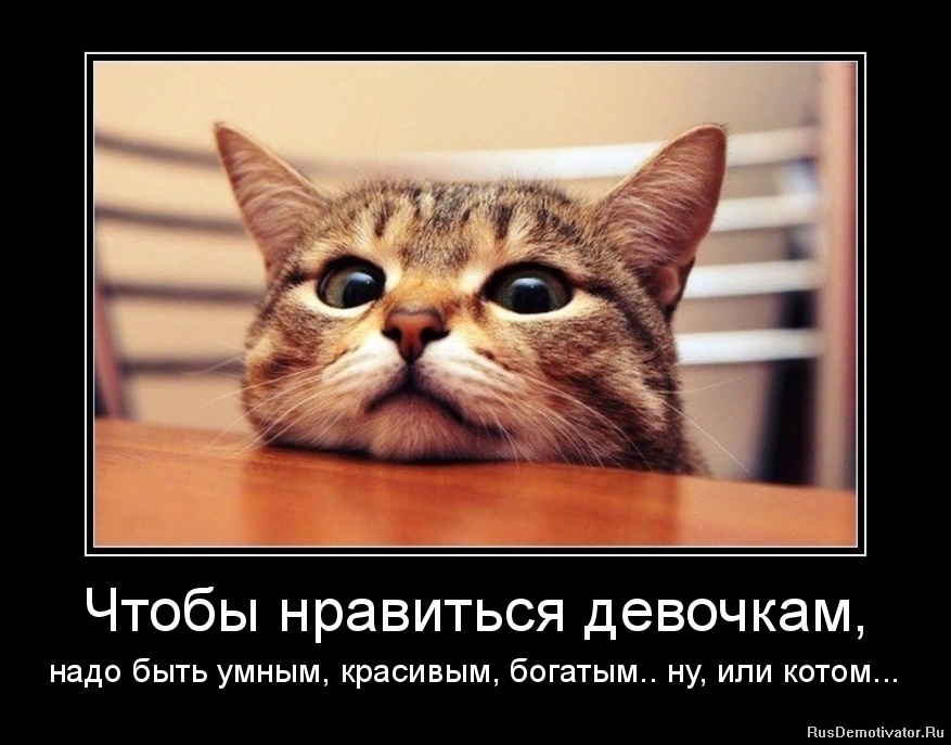 Прикольные картинки демотиваторы с котами, самая счастливая потому