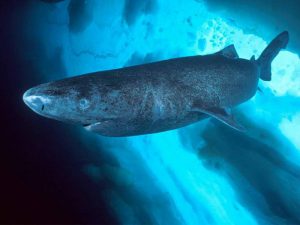 Интересные факты о гренландской акуле