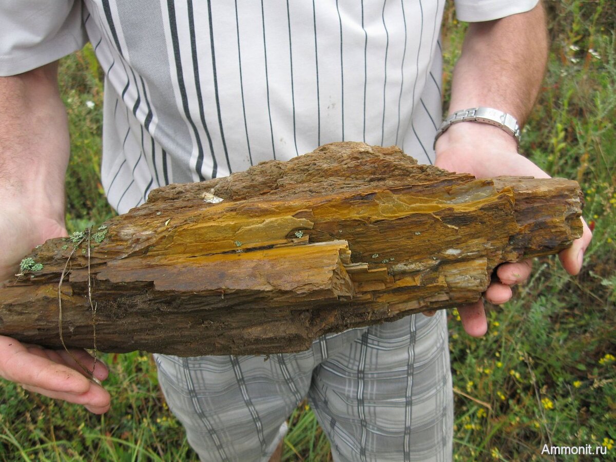 Источник: https://www.ammonit.ru – на сайте большой список находок фрагментов окаменевших деревьев