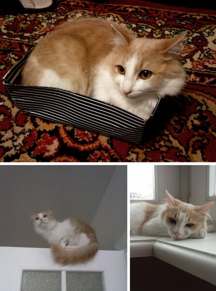 Мечты должны сбываться, особенно если они о кошке. Дарья с детства мечтала о котенке и нашла его в газетном объявлении Мечты должны сбываться, особенно если они о кошке. Дарья с детства мечтала о котенке и нашла его в газетном объявлении