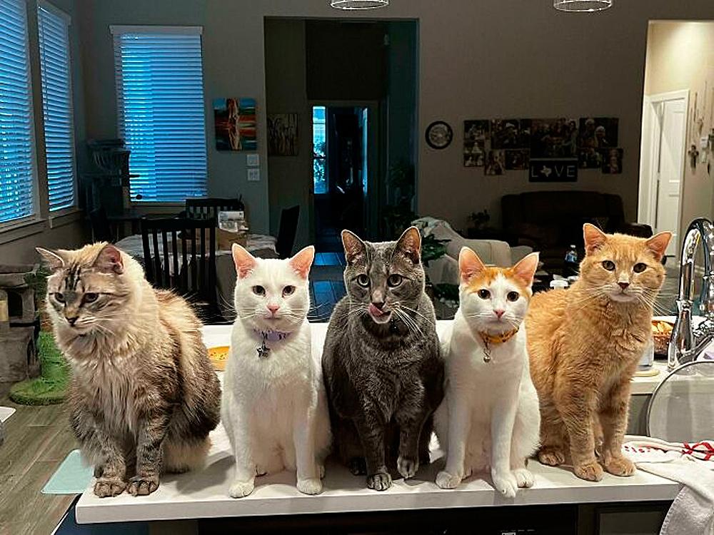 Очень смешные коты, которые собрались на совещание  evergreen,format-article,noindex,Развлечения