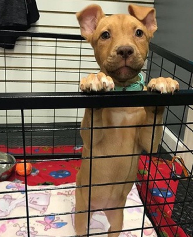 Щенок стоит