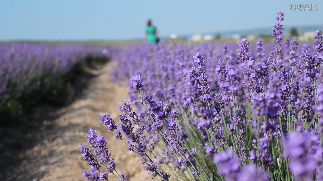 В Крыму показали знаменитые лавандовые поля, аналогов которых нет во всей России Общество