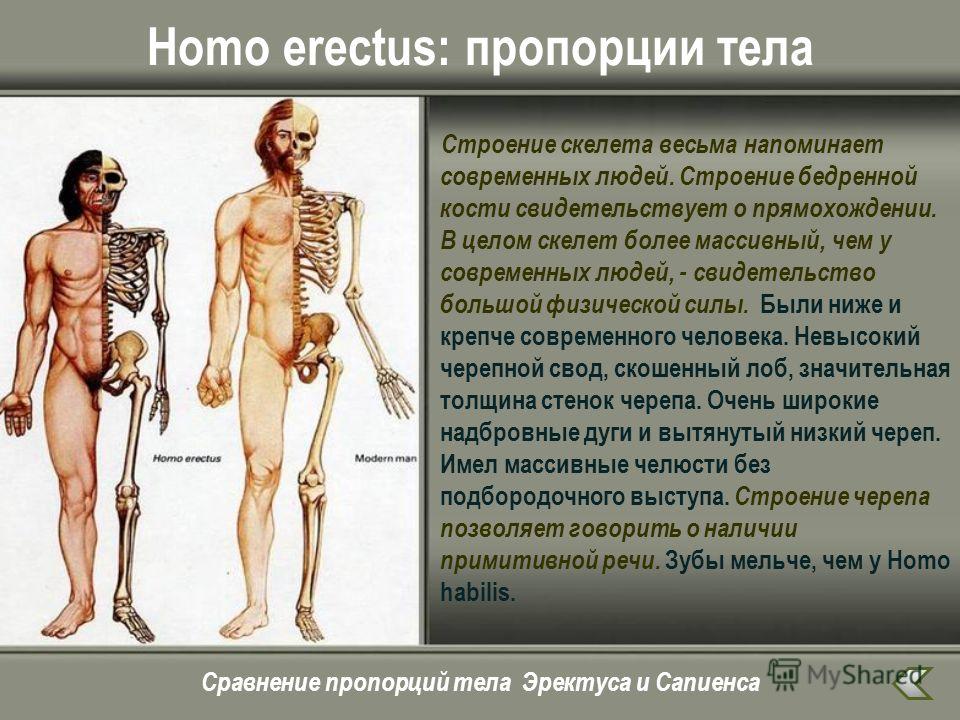  Homo erectus и современный человек. / © images.myshared.ru 