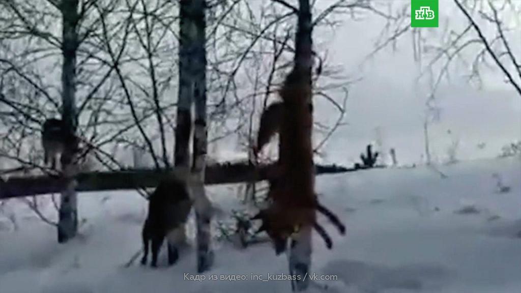 охотник и грибник. охота с беркутом. собака застрелила охотника. охота на волка 2022 фильм. почему охотники убивают.