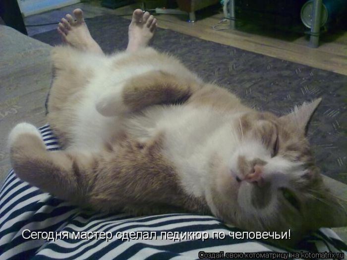 Котоматрица. Мысли вслух :) 