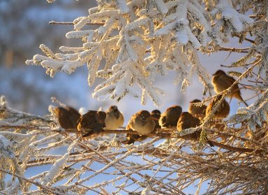 Можно любить зиму и нести в себе тепло который, люблю, сыпали, ктото, никогда, можно, первый, месяцами, которые, всего, грязь, хороша, невозможно, смотреть, безмолвие, тепло, землю, которое, порой, смеха