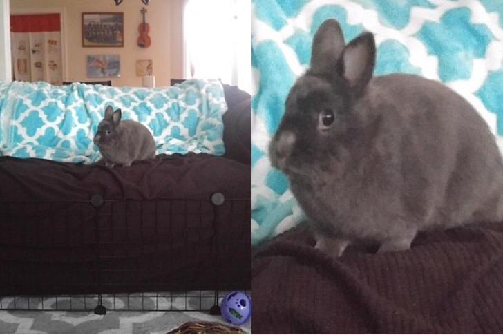 20 раз, когда владельцы поймали своих домашних животных с поличным 20 раз, когда владельцы поймали своих домашних животных с поличным