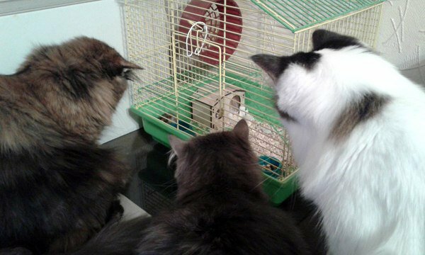 У каждого кота свой телевизор не всё так грустно