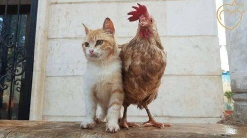 Только положительные эмоции и хорошее настроение Только положительные эмоции и хорошее настроение