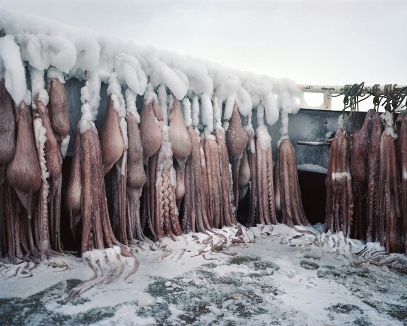 Приманка из осьминогов алеутские острова, аляска, кори арнольд, рыбалка, фотография