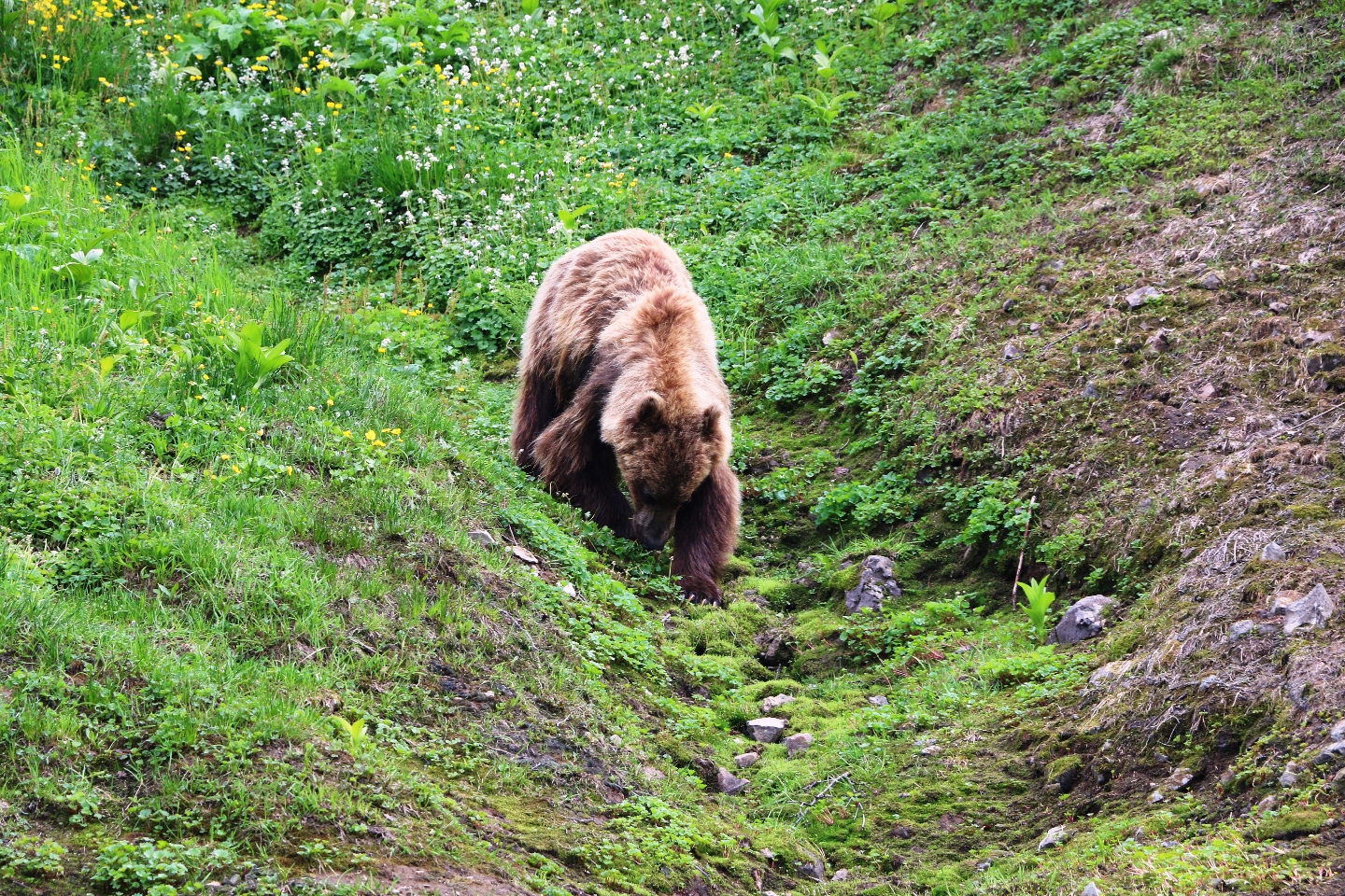 Камчатка. Часть 2. Медведи на планете вулканов. 
