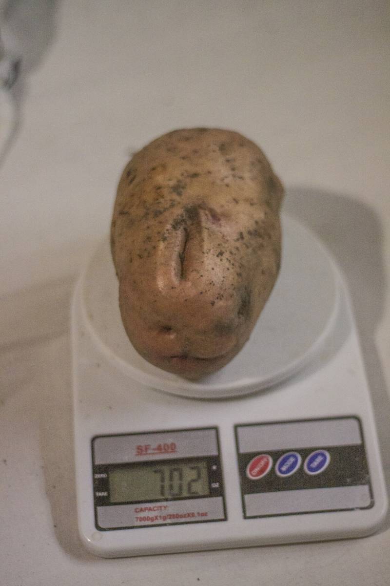 Записки Колорадского Таракана. А мы опять… заболели! Записки Колорадского Таракана. А мы опять… заболели! украина