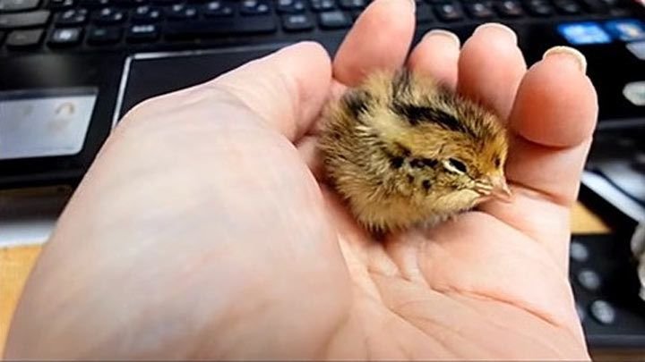 Купив перепелиное яйцо, она положила его к попугаю, чтобы посмотреть, что произойдет Купив перепелиное яйцо, она положила его к попугаю, чтобы посмотреть, что произойдет животные,питомцы,факты