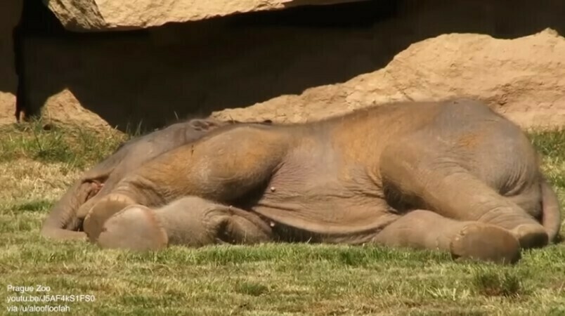 Милое видео о том, как спят слонята
