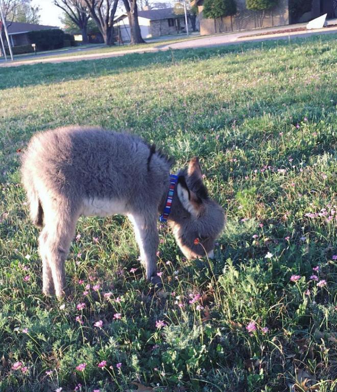 Ослик кушает 