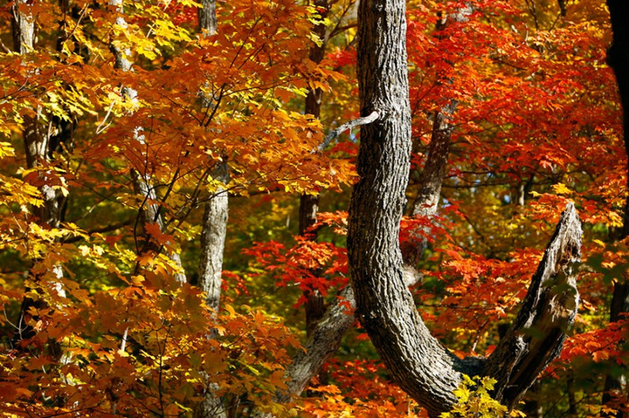 Осеннее настроение Осеннее настроение настроение,осень,позитив,природа