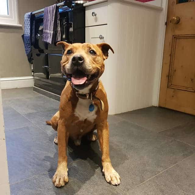 В приюте думали, что брошенного хозяевами пса скоро усыновят, но с тех пор прошел год В приюте думали, что брошенного хозяевами пса скоро усыновят, но с тех пор прошел год истории из жизни