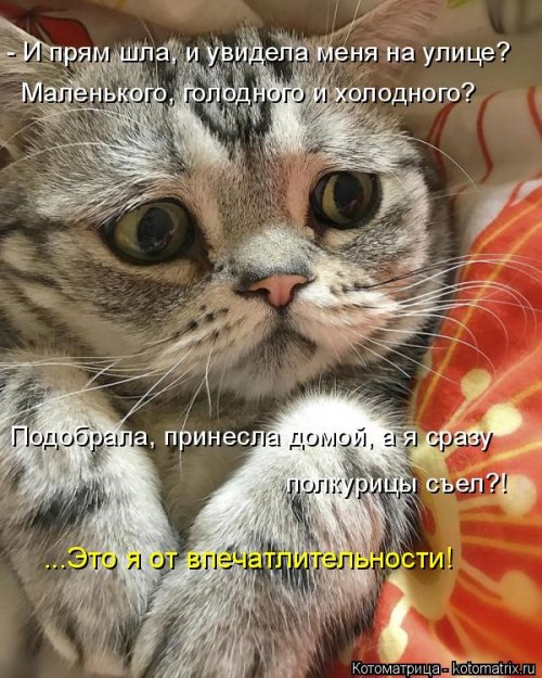 Котоматрицы недели Котоматрицы недели прикольные картинки