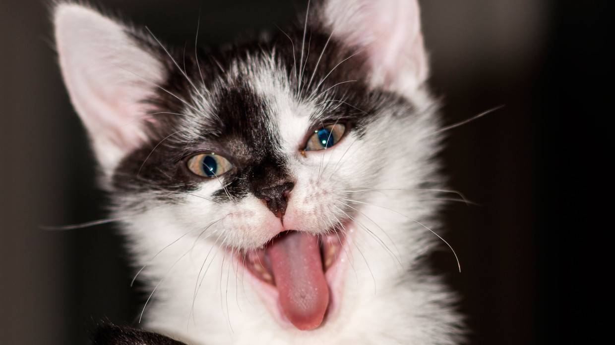 Хозяева выгнали котенка на улицу во время циклона на Сахалине