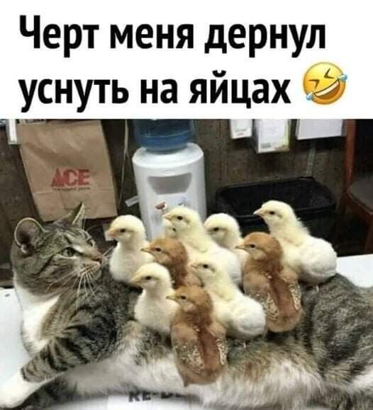 Смешные до слез свежие картинки с надписями Смешные до слез свежие картинки с надписями