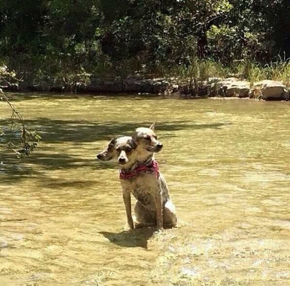 Спецслужбы рассекретили фотоулики маскировки пришельцев под собак! 