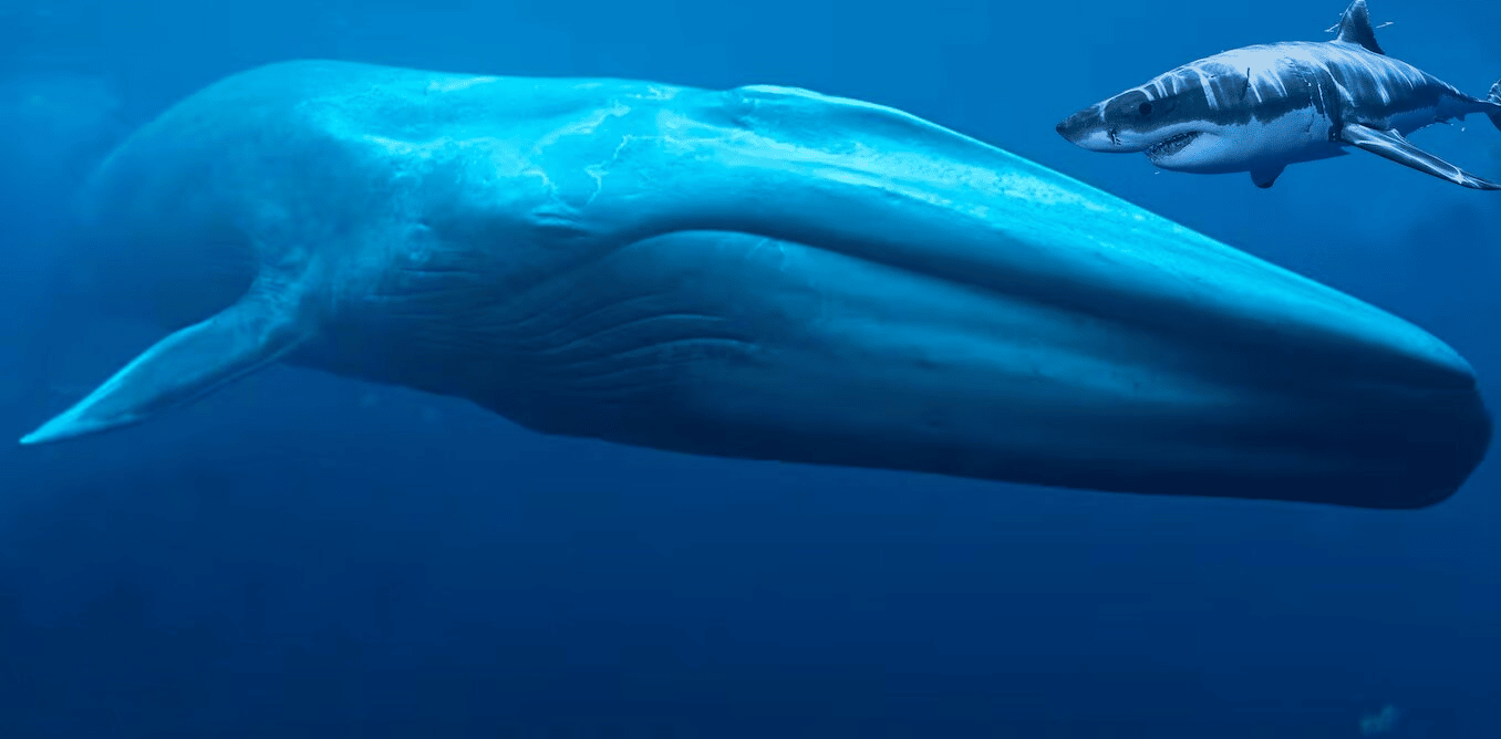 Самое крупное современное животное синий кит. Голубой кит Balaenoptera musculus. Синий кит (голубой кит). Синий кит блювал. Самый большой кит.