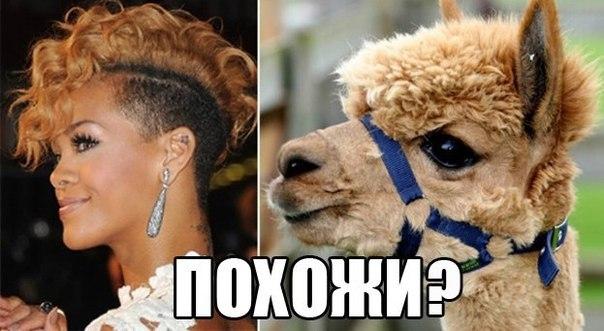 Классные и зачетные надписи к картинкам и фото приколам из нашей жизни Классные и зачетные надписи к картинкам и фото приколам из нашей жизни картинки с надписями,красивые фотографии,прикольные картинки,смешные комментарии