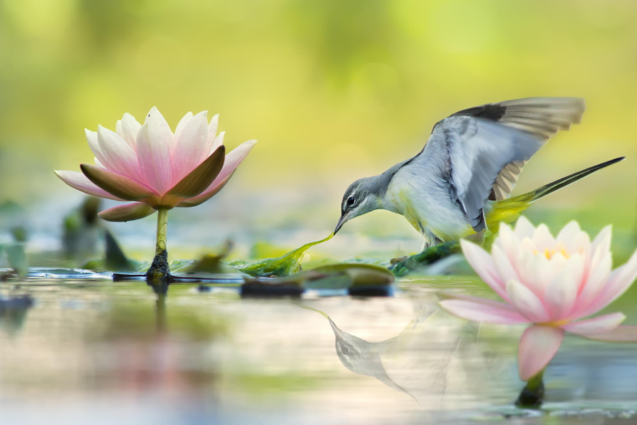 Gray Wagtail and Lotus 灰鶺鴒和蓮花, автор — FuYi Chen на 500px.com