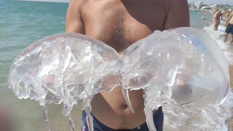 ForPost - Новости : В Крыму огромные медузы захватили морской берег