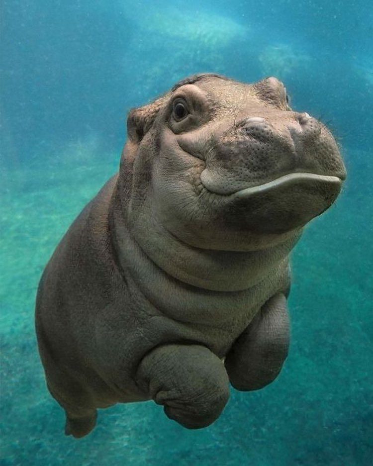 Очаровательные детеныши диких животных Очаровательные детеныши диких животных