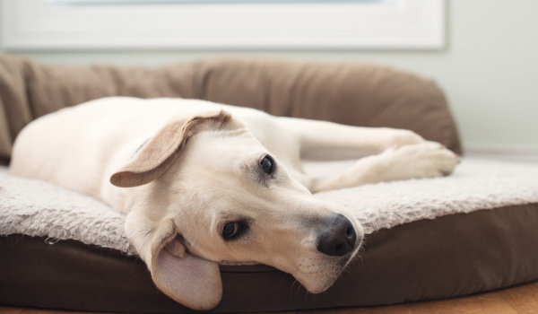 Как легко очистить раны ваших питомцев