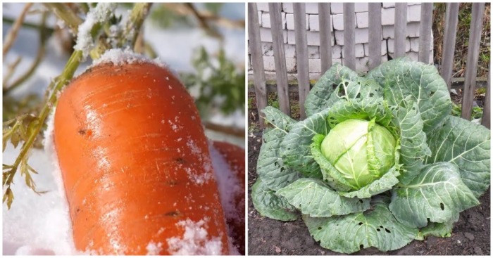 18 полезных растений в огороде, которые совсем не боятся весенних заморозков