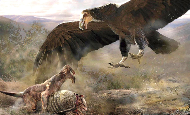 6 миллионов лет назад над Землей летала самая большая птица в истории. Размах ее крыльев превышал 6 метров 6 миллионов лет назад над Землей летала самая большая птица в истории. Размах ее крыльев превышал 6 метров Культура