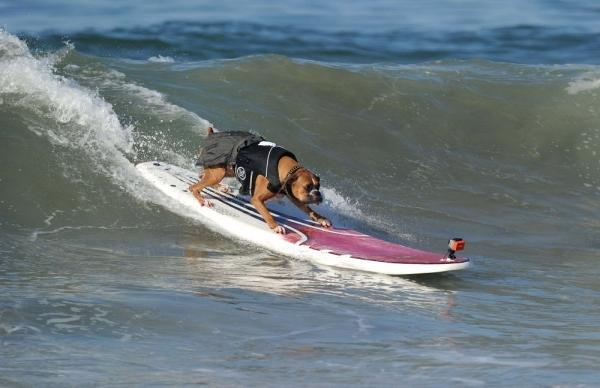 Ежегодный конкурс собак-серфингистов «Surf City Surf Dog»